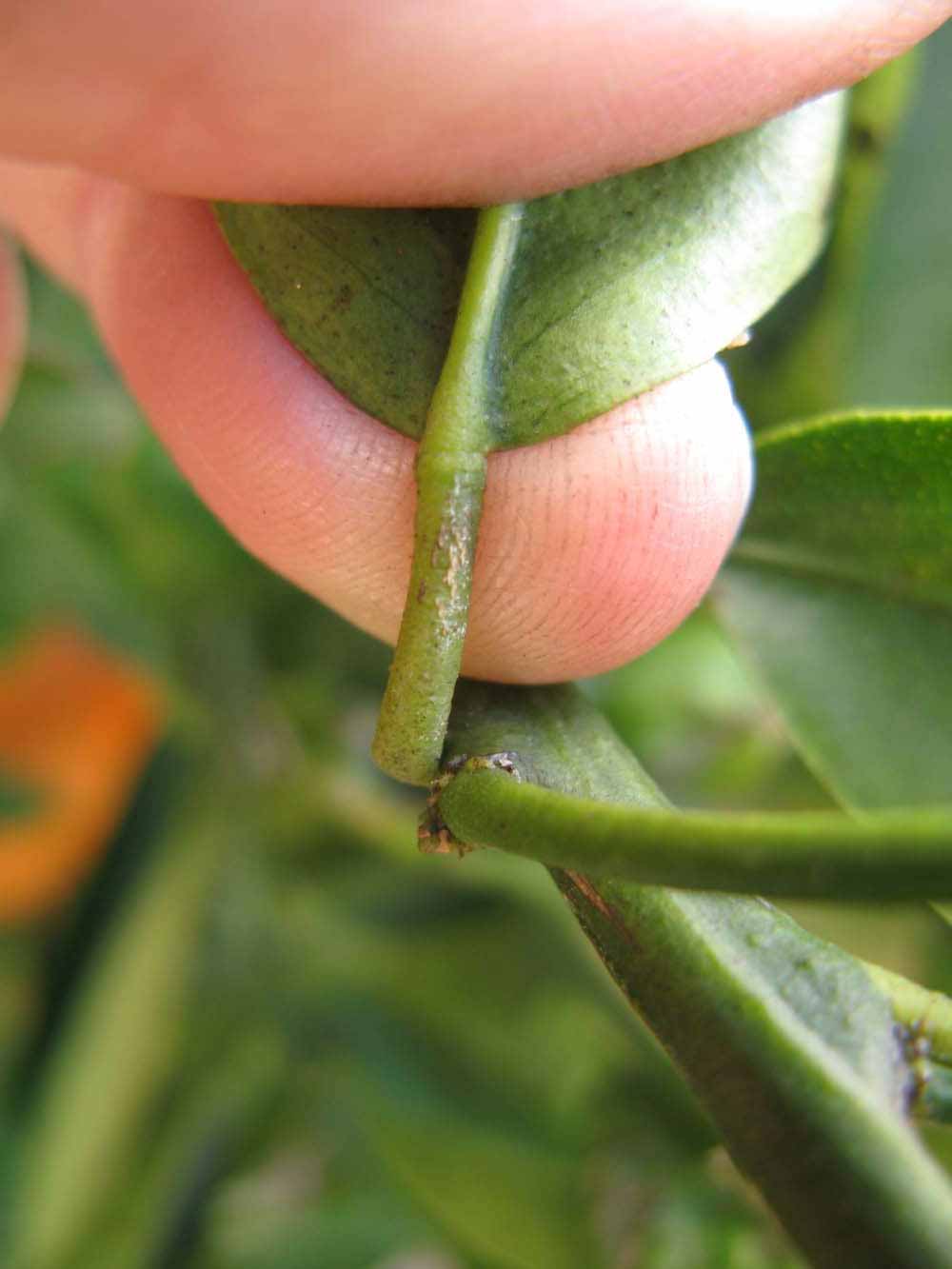              Petiole (Winter Haven, FL)       